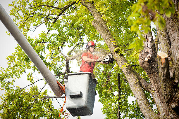 Why Choose Our Tree Removal Services in Menlo Park Terrace, NJ?