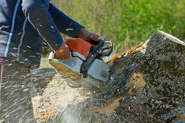 Professional  Tree Services in Menlo Park Terrace, NJ